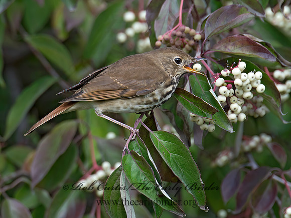 Catharus guttatus  HERMIT THRUSH 9015579z