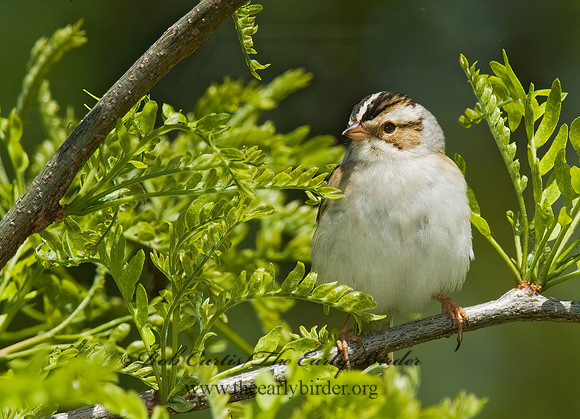 Spizella pallida  CLAY-COLORED SPARROW 8013102z