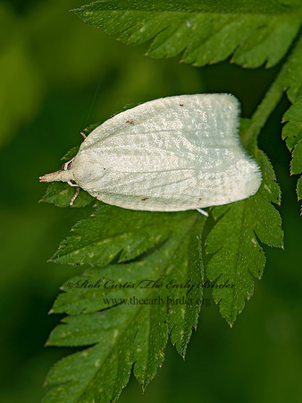 Cenopis pettitana  BASSWOOD LEAFROLLER~3015992z
