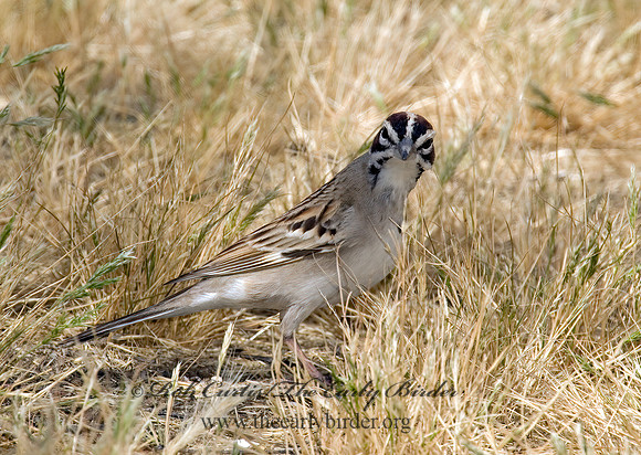 Chondestes grammacus  LARK SPARROW 5005299 z