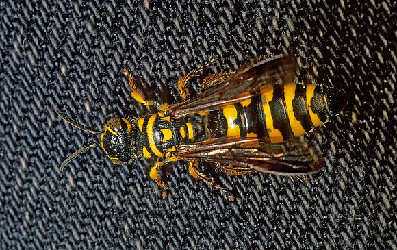 Myzinum quinquecinctum 179020z