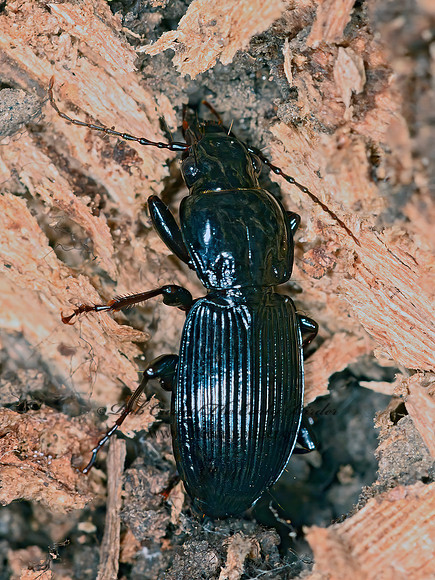 Pterostichus stygicus  WOODLAND GROUND BEETLE 9063473z
