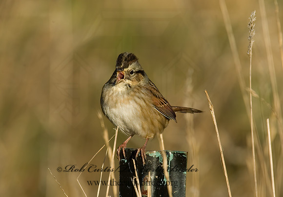 Melospiza georgiana  SWAMP SPARROW 5016845z