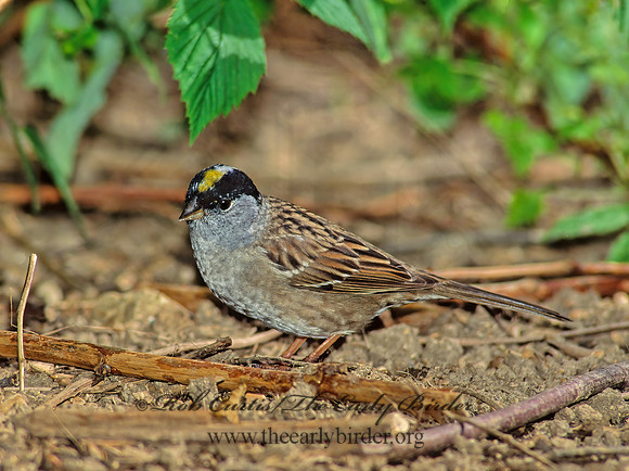 Zonotrichia atricapilla  GOLDEN-CROWNED SPARROW 126721z