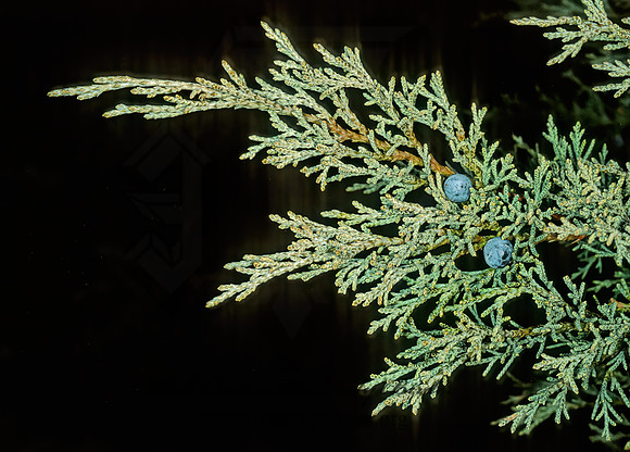 Juniperus chinensis  HETZ JUNIPER 215107z