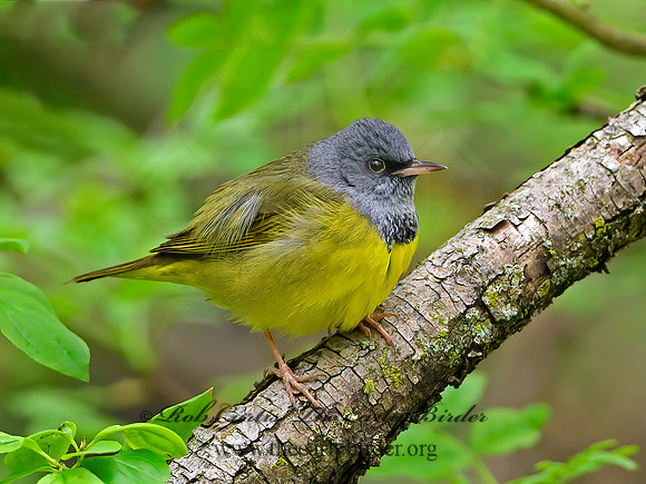 Geothlypis philadelphia  MOURNING WARBLER 1302797z