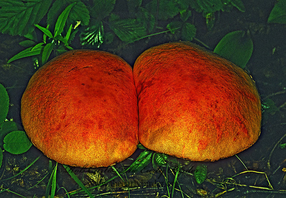 Agaricomycetes 177624z