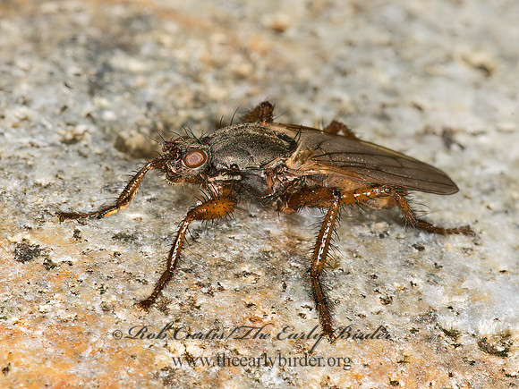 Coelopa frigida  KELP FLY 9032438z