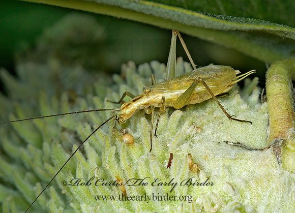 Oecanthus forbesi  FORBE'S TREE CRICKET 5014921z