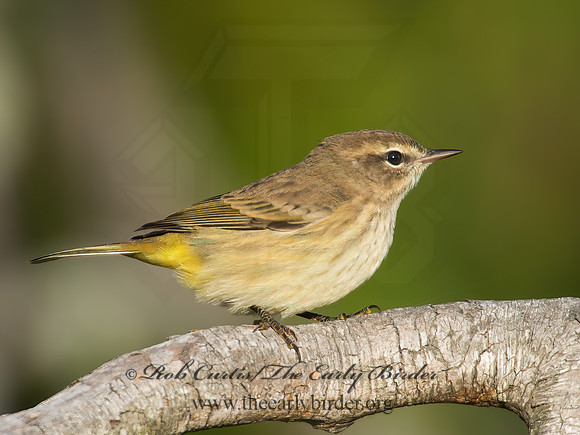 Setophaga palmarum  PALM WARBLER 9005676z