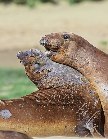Mirounga angustirostris  NORTHERN ELEPHANT SEAL 111104z