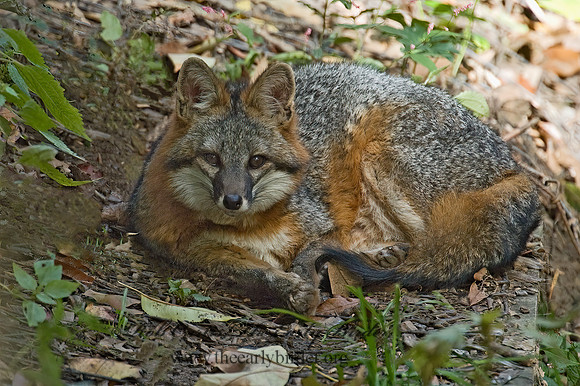 Urocyon cineroargentatus  GRAY FOX  5002933z