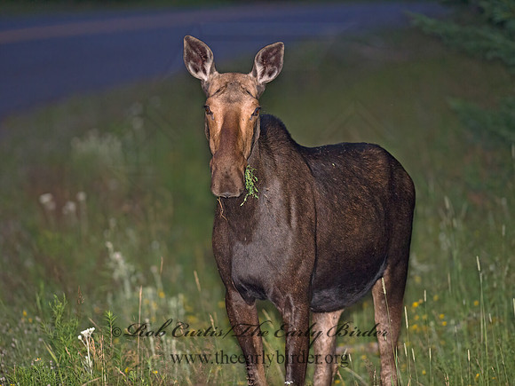 Alces alces  MOOSE 9036376z