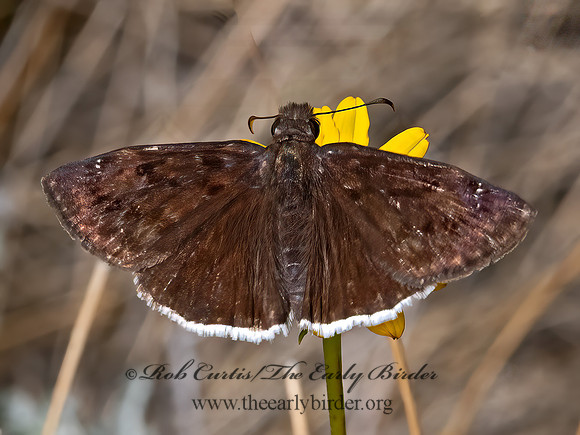 Erynnis funeralis  FUNEREAL DUSKYWING 3038820z