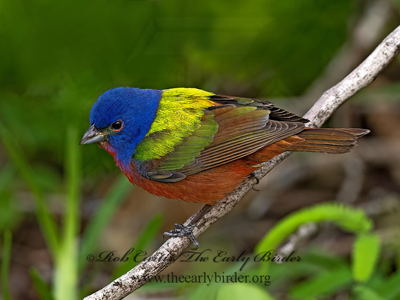 Passerina ciris  PAINTED BUNTING 3030402z