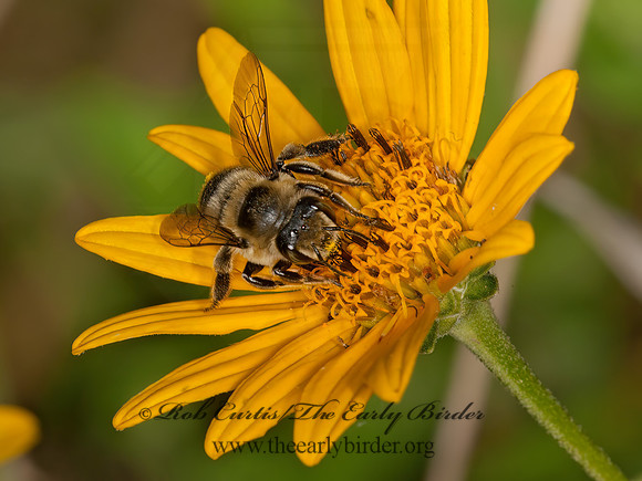 Megachile  LEAF-CUTTING BEE 8037618z