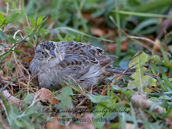 Peucaea cassinii  CASSIN'S SPARROW 3027661
