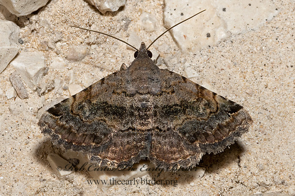 Toxonprucha crudelis  CRUEL TOXONPRUCHA 3039268z