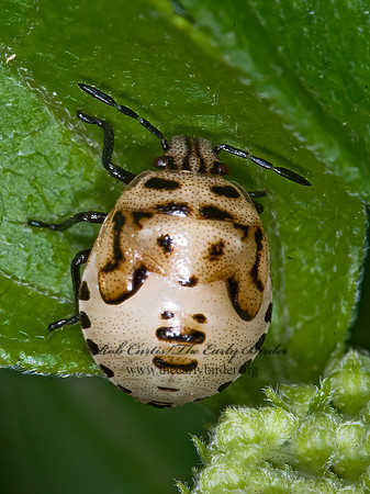 Cosmopepla lintneriana 6012601z
