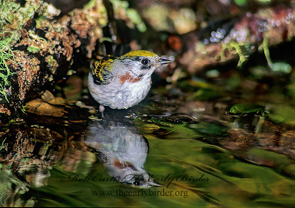 Setophaga pennsylvanica  CHESTNUT-SIDED WARBLER 165620z
