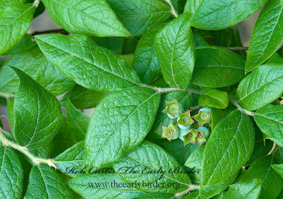 Vaccinium mytilloides  DOWNY BLUEBERRY 3013900z