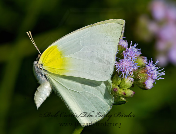 Kricogonia lyside  LYSIDE SULPHUR 023975z