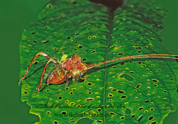 Mimetica  NEOTROPICAL LEAF KATYDID 198323z