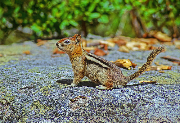 Callospermophilus lateralis  GOLDEN MANTLED SQUIRREL 112221z