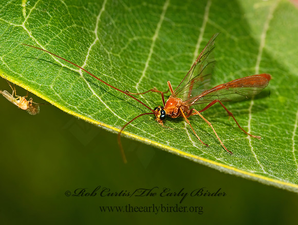 Enicospilus purgatus  OPHIONINAE ICHNEUMON 3009014z