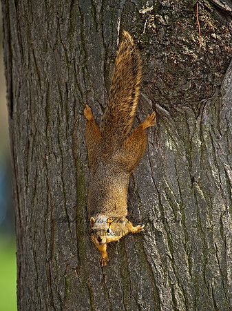Sciurus niger  FOX SQUIRREL 8021728z