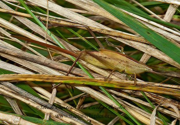 Neoconocephalus nebrascensis 5001257z