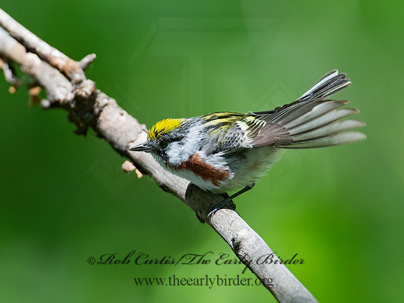 Setophaga pennsylvanica  CHESTNUT-SIDED WARBLER 9011766z