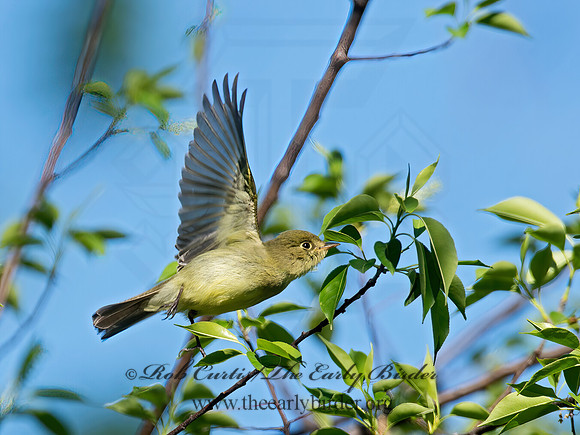 Empidonax flaviventris  YELLOW-BELLIED FLYCATCHER 9011488z