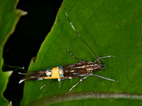 Cosmopterix monitsella  COSMOPTERIGID MOTH  6007280z