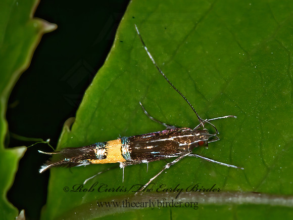 Cosmopterix monitsella  COSMOPTERIGID MOTH  6007280z