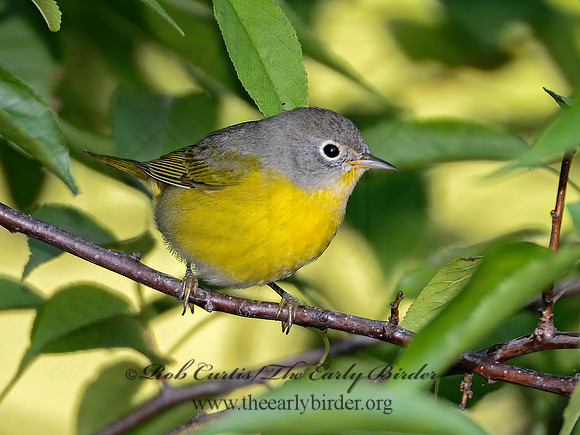 Oreothlypis ruficapilla  NASHVILLE WARBLER 9004171-1 z