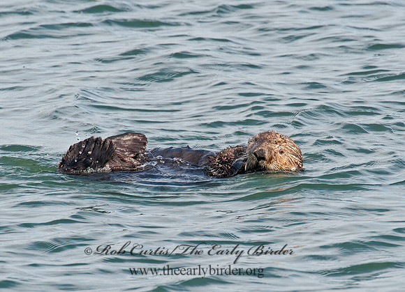 Enhydra lutris nereis  SOUTHERN SEA OTTER 8020316 z