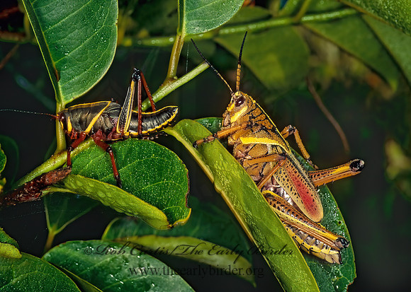 Romalea microptera SOUTHERN LUBBER GRASSHOPPER 249119z