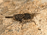 Paratettix cucullatus HOODED GROUSE LOCUST 9053281z