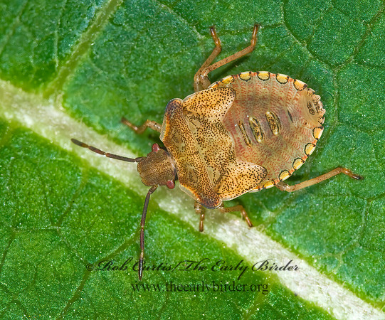 Euschistus  BROWN STINKBUG 61014338z