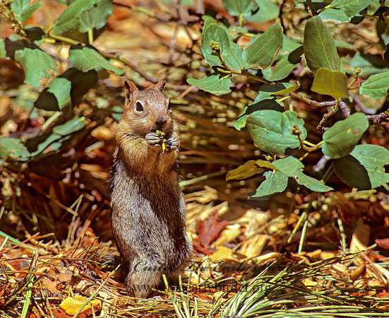 Callospermophilus lateralis  GOLDEN MANTLED SQUIRREL 112035z
