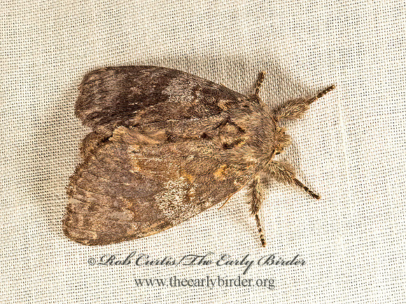 Peridea angulosa  ANGULAR PROMINENT 9048326z