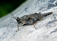 Paratettix cucullatus 5009391z