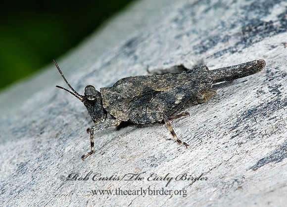Paratettix cucullatus 5009391z