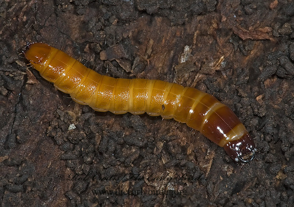 Elateridae 5002750z