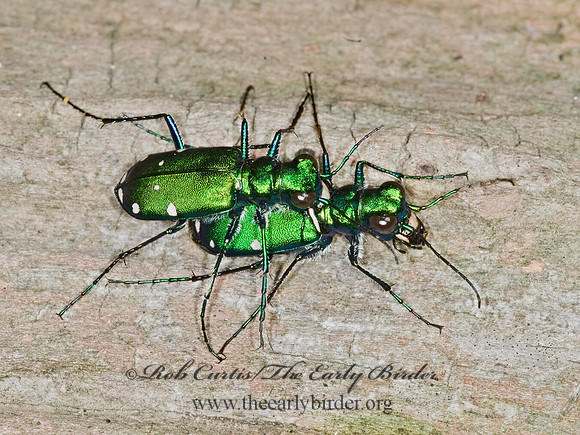 Cicindela sexguttata 6007204z