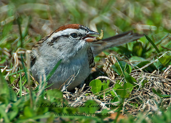 Spizella passerina  CHIPPING SPARROW 7016009z
