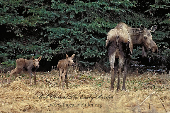 Alces alces  MOOSE 232307 z