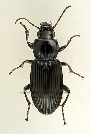 Pterostichus melanarius 9017464z