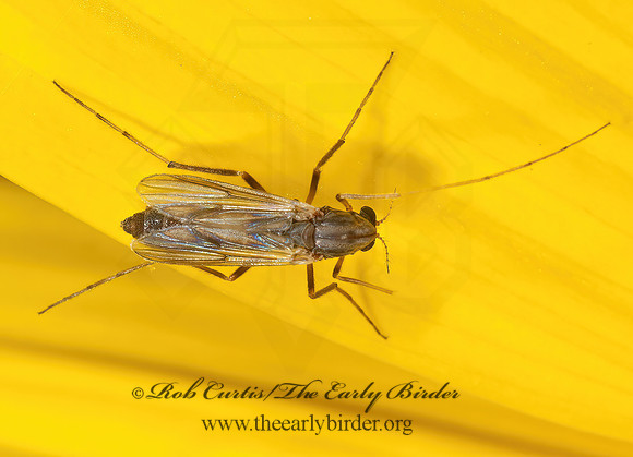 Glyptotendipes CHIRONOMINI MIDGE 8031433z